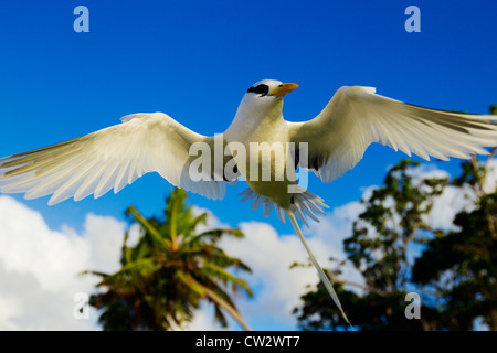 White-tailed Tropicbird (Phaethon Lepturus). Seychellen. Dist., tropischen Inseln und Ozeane weltweit. Stockfoto