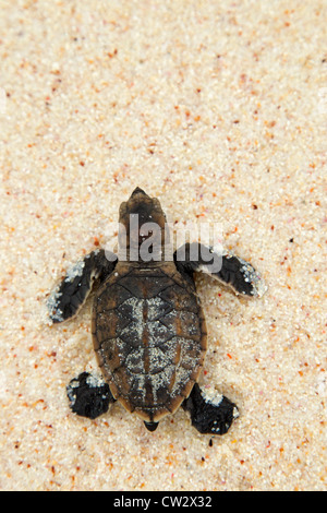 Echte Karettschildkröte (Eretmochelys Imbricata). Vom Aussterben bedrohte Arten. Seychellen Stockfoto