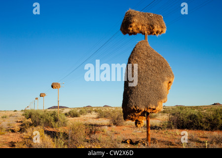 Gesellig Weaver Nest (Philetairus Socius) machte auf einen Telefonmast. Namibia Stockfoto