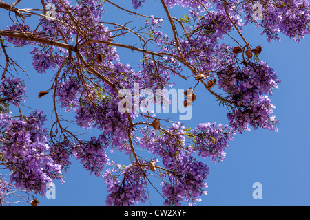 Jacaranda Blüte vor blauem Himmel Stockfoto