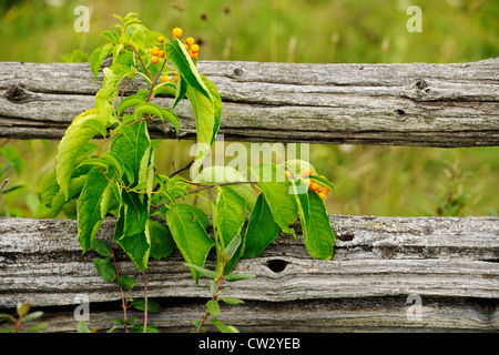 Amerikanische Bittersweet (Celastrus Scandens) mit Beeren auf einer Split-Zaun, Manitoulin Island - Sheguiandah, Ontario, Kanada Stockfoto