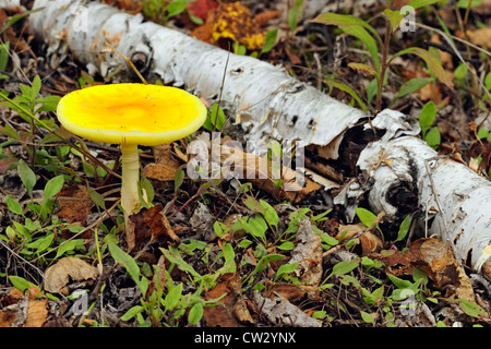 Fly Agaric (Amanita Muscaria) Fruchtkörper, Greater Sudbury, Ontario, Kanada Stockfoto