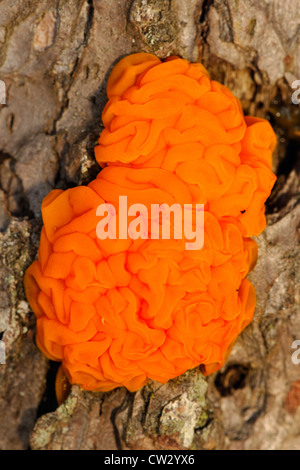 Orangen Gelee-Pilz (Dacrymyces Palmatus) Fruchtkörper auf Kiefer Baumstamm, Algonquin Provincial Park, Ontario, Kanada Stockfoto
