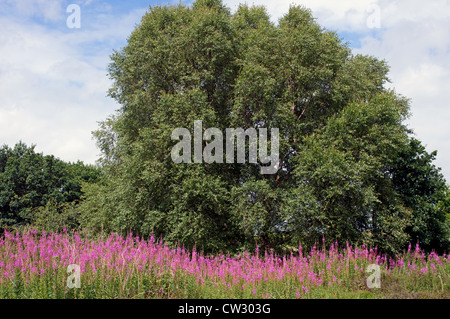 Wilde Blumen Sutton Heath Suffolk UK Stockfoto