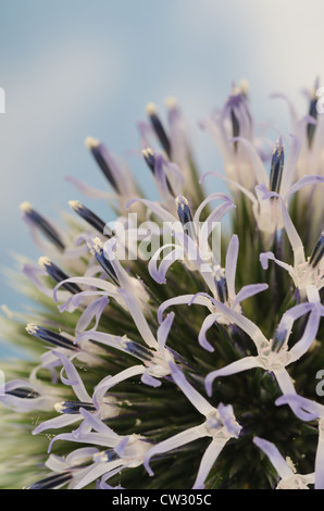 Details zum Globus Distel gegen blauen Himmel und die neue Entwicklung Röschen Blumen Echinops Stockfoto