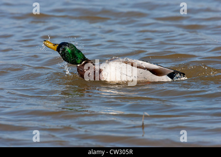 Stockente (Anas Playtrhynchos) Männchen Baden im Wasser Suffolk, England, Vereinigtes Königreich, Europa Stockfoto