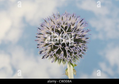 Details zum Globus Distel gegen blauen Himmel und die neue Entwicklung Röschen Blumen Echinops Stockfoto