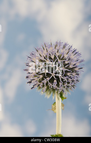 Details zum Globus Distel gegen blauen Himmel und die neue Entwicklung Röschen Blumen Echinops Stockfoto