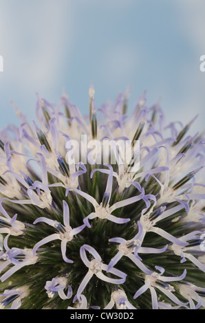 Details zum Globus Distel gegen blauen Himmel und die neue Entwicklung Röschen Blumen Echinops Stockfoto