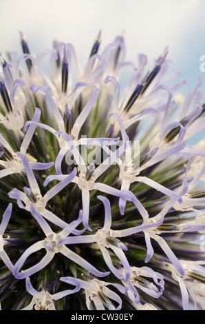 Details zum Globus Distel gegen blauen Himmel und die neue Entwicklung Röschen Blumen Echinops Stockfoto