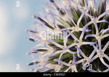 Details zum Globus Distel gegen blauen Himmel und die neue Entwicklung Röschen Blumen Echinops Stockfoto