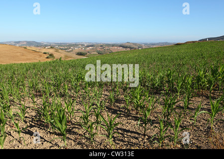 Mais wächst in einem Feld in der Landschaft nördlich von Lissabon, Portugal. Stockfoto