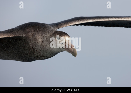 Südlichen Riesen-Sturmvogel (Macronectes Giganteus), unreif im Flug über die Scotia Meer. Stockfoto