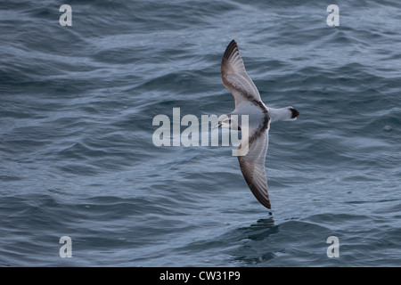 Antarctic Prion (Pachyptila Desolata Banksi) im Flug über die Scotia Meer. Stockfoto