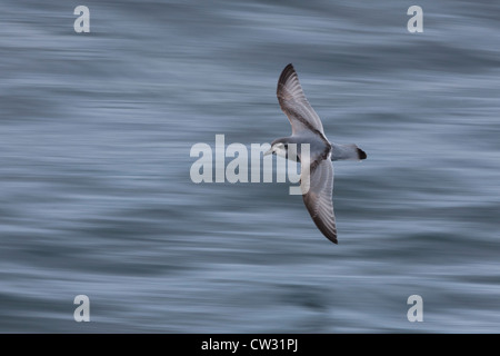 Antarctic Prion (Pachyptila Desolata Banksi) im Flug über die Scotia Meer. Stockfoto