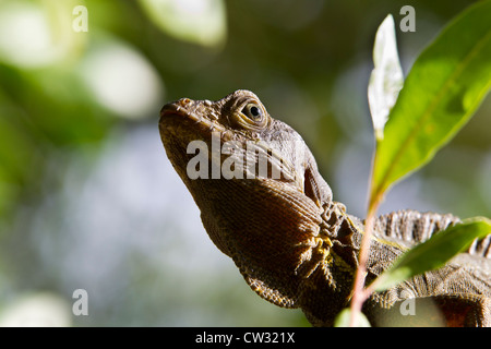 Brauner Basilisk (Basiliskos Vittatus) auch bekannt als die gestreiften Basilisk, gemeinsame Basilisk, Christ Eidechse Stockfoto