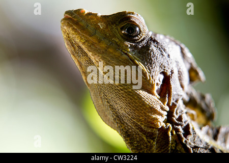 Brauner Basilisk (Basiliskos Vittatus) auch bekannt als die gestreiften Basilisk, gemeinsame Basilisk, Christ Eidechse Stockfoto