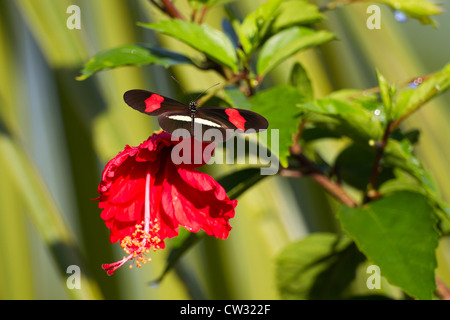 Helikopter-Schmetterling im Coco View Resort auf der Insel Roatan, Honduras. Stockfoto