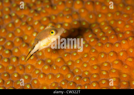 Scharfnasenhai Kugelfisch (Canthigaster Rostrata) an einem tropischen Korallenriff vor der Insel Roatan, Honduras. Stockfoto