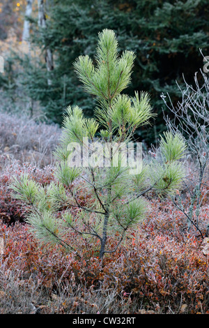 Matt rot-Kiefer (Pinus Resinosa) und Heidelbeere Sträucher im Herbst, Greater Sudbury, Ontario, Kanada Stockfoto