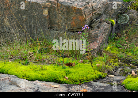 Pohlia Moos Kolonien auf Granitfelsen mit Aster und Gräsern, Rosseau, Ontario, Kanada Stockfoto