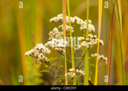 Aster Seedhead verflochten mit Rohrkolben Blättern, Greater Sudbury, Ontario, Kanada Stockfoto