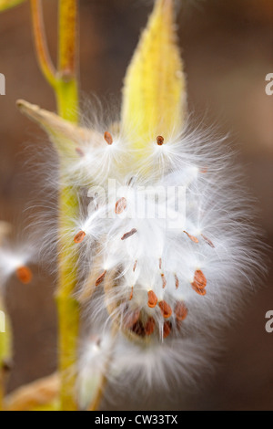 Gemeinsamen Seidenpflanze (Asclepias Syriaca) Samenkapseln und Wind zerstreut Samen, Greater Sudbury, Ontario, Kanada Stockfoto
