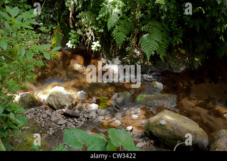 Monteverde, Guanacaste: Besucher der Monteverde Cloud Forest Preserve fast überwältigende Wachstum und viel Grün umgeben. Stockfoto