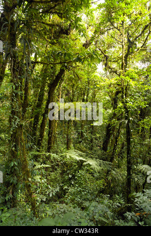 Monteverde, Guanacaste: Besucher der Monteverde Cloud Forest Preserve fast überwältigende Wachstum und viel Grün umgeben. Stockfoto