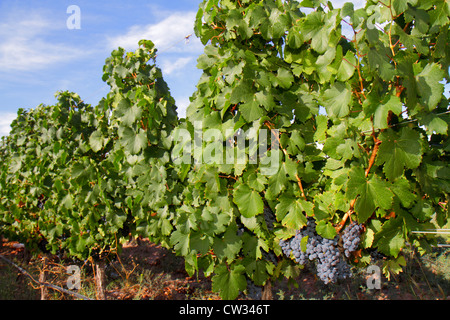 Mendoza Argentinien,El Plumerillo,Aeropuerto Internacional Gobernador Francisco Gabrielli y El Plumerillo,MDZ,Internationaler Flughafen,Rebstöcke,Malbec,V Stockfoto