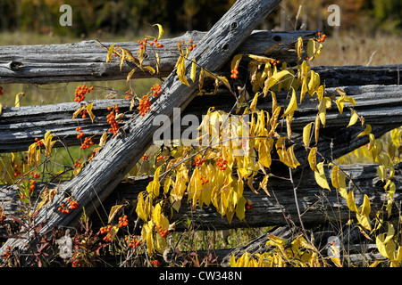 Zaun mit amerikanischen Bittersweet (Celastrus Scandens) Strauch, Manitoulin Is. Townline Rd., Ontario, Kanada Stockfoto