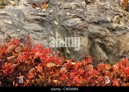 Hohmann-Heidelbeere (Vaccinium Angustifolium) Herbstlaub, Greater Sudbury, Ontario, Kanada Stockfoto