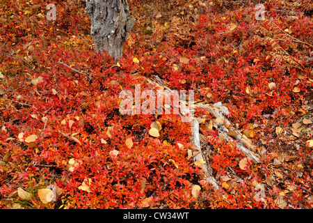 Hohmann-Heidelbeere (Vaccinium Angustifolium) Herbstlaub, Greater Sudbury, Ontario, Kanada Stockfoto