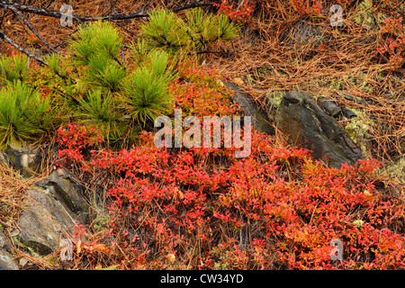 Hohmann-Heidelbeere (Vaccinium Angustifolium) Herbstlaub, Greater Sudbury, Ontario, Kanada Stockfoto