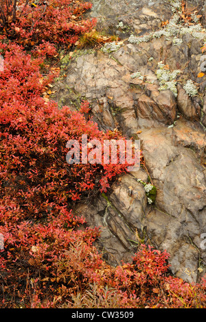 Hohmann-Heidelbeere (Vaccinium Angustifolium) Herbstlaub, Greater Sudbury, Ontario, Kanada Stockfoto