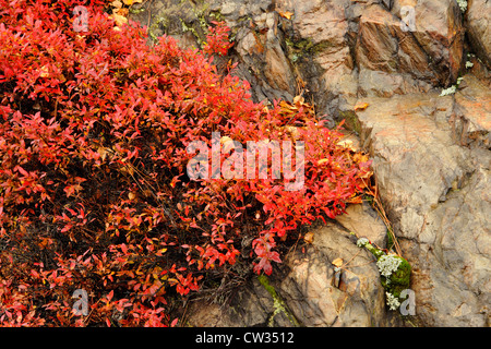 Hohmann-Heidelbeere (Vaccinium Angustifolium) Herbstlaub, Greater Sudbury, Ontario, Kanada Stockfoto