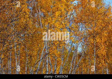 Weiße Birke (Betula Papyrifera) Waldbesitzer im Herbst, Greater Sudbury, Ontario, Kanada Stockfoto