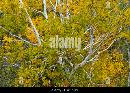 Weiße Birke (Betula Papyrifera) Laub Übergang zur Herbstfärbung, Greater Sudbury, Ontario, Kanada Stockfoto