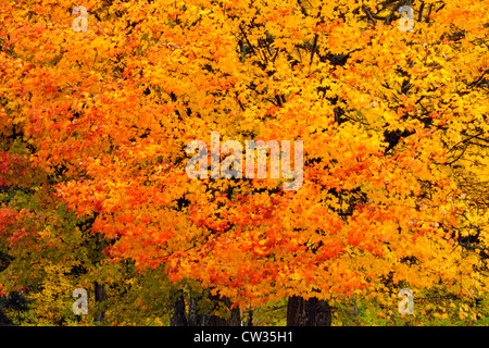 Zucker-Ahorn (Acer Saccharum) Herbstlaub, Habichtsbitterkraut Lake, Ontario, Kanada Stockfoto