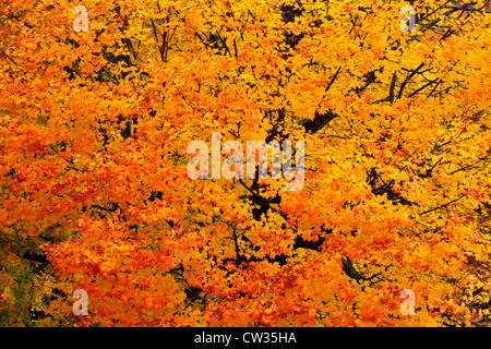 Zucker-Ahorn (Acer Saccharum) Herbstlaub, Habichtsbitterkraut Lake, Ontario, Kanada Stockfoto