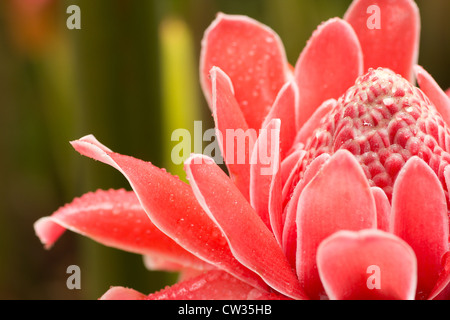 Fackel Ingwer, Etlingera Elatior Blumen Familie Zingiberaceae. Stockfoto