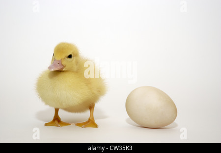 Niedliches Studiobild eines Entchens (Moskauer) und eines Eies. Stockfoto