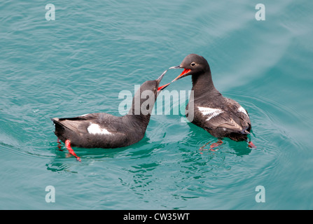 Zwei Tauben Trottellummen Interaktion Stockfoto