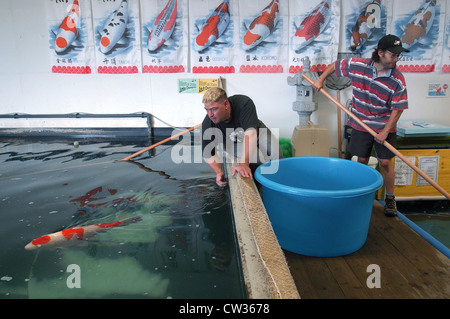 Koi Farm in Klingnau (Schweiz) Stockfoto