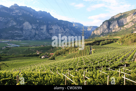 Weinberg oberhalb San Michele, Region Trentino-Südtirol, Italien Stockfoto