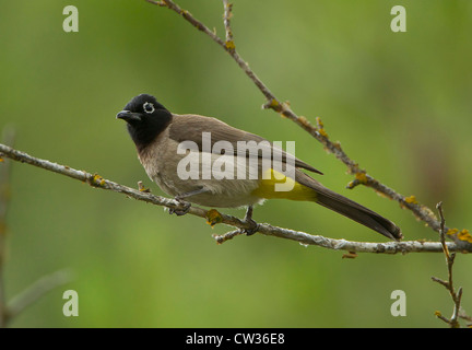 Brillentragende Bulbul Pycnonotus Xanthopygos auch als gelbe belüftete Bulbul thront auf Zweig Südtürkei Stockfoto