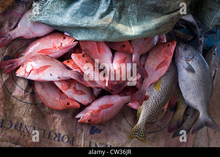 Der Fischmarkt auf der arabischen Halbinsel Hadibo Strand, Insel Sokotra, Jemen, Westasien. Stockfoto