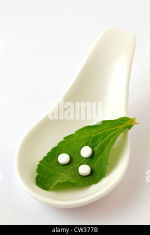 Süßes Kraut. Stevia rebaudiana Stockfoto