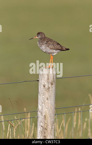 Rotschenkel auf Wachposten Stockfoto