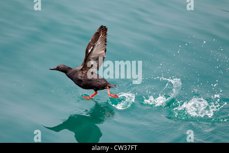 Taube Guillemot ausziehen Stockfoto